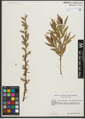 Foto von Salix rigida Muhl.
